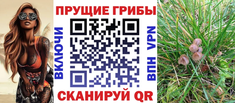 Псилоцибиновые грибы Psilocybe Пионерский